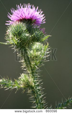 Planta