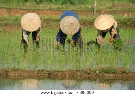 Campo de arroz