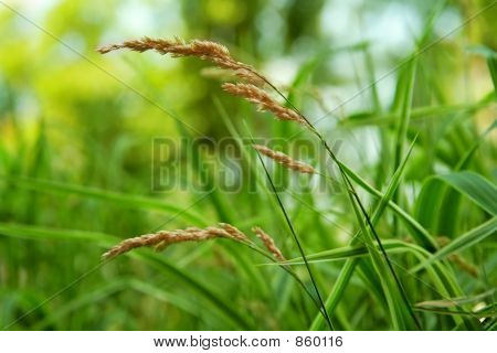 blade of grass