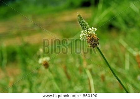 macro  of plant