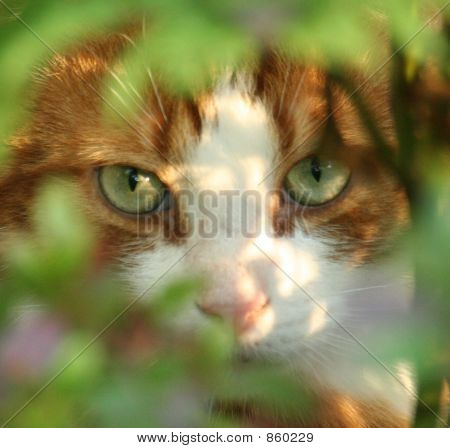 Gato
