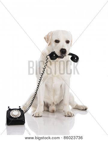 Beautiful labrador dog holdiing a phone 