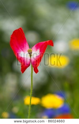 Lonely red flower in the garden with yellow flowers in the background