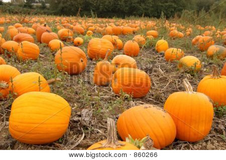 Pumpkin04