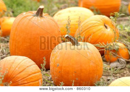 Pumpkin07