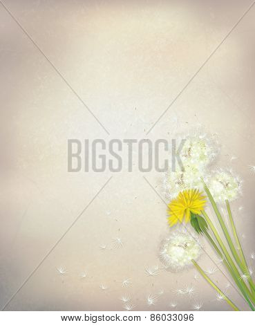 Vector dandelion flowers on paper background.