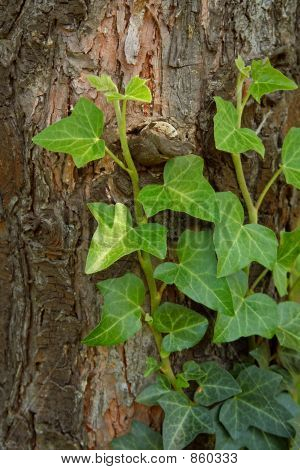creeping ivy on a tree