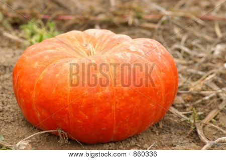 Pumpkin13
