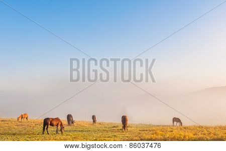 Horses in a morning mist