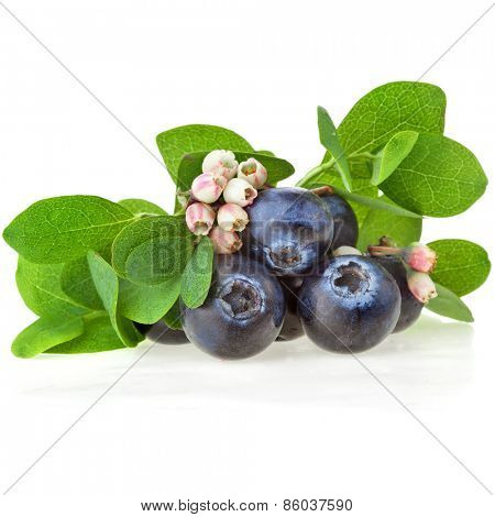 Fresh  blueberries berries close up with flowers isolated