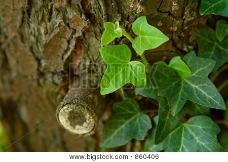 creeping ivy on a tree