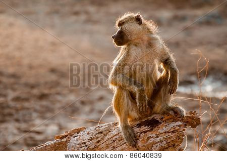 Lookout Baboon