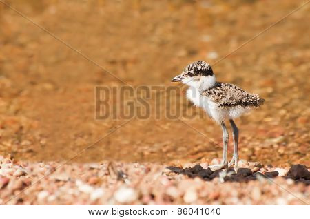 Plover Chick At Water