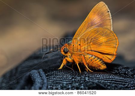 Orange Awlet Butterfly