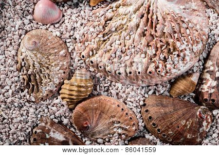 Abalone Shells