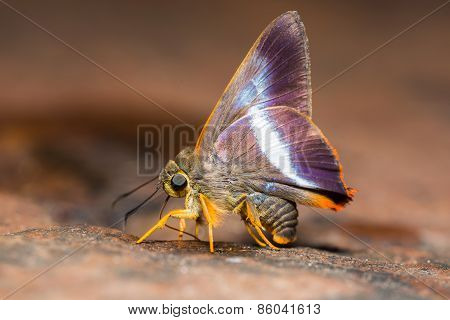Orange-tailed Awl Butterfly