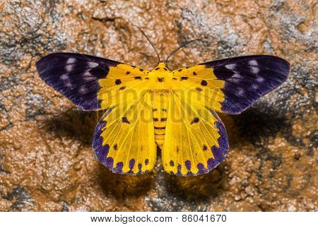 Dysphania Militaris Moth