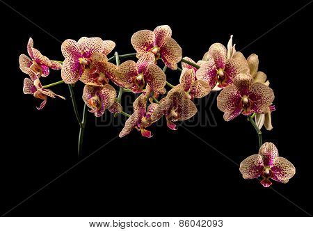 Beautiful Orchid Flower