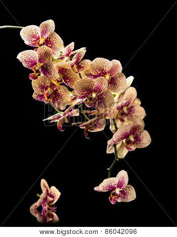 Beautiful Orchid Flower