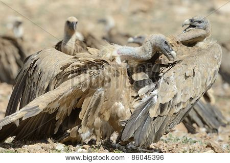 Griffon vulture