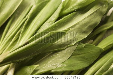 Fresh Green Leaves Of Lettuce