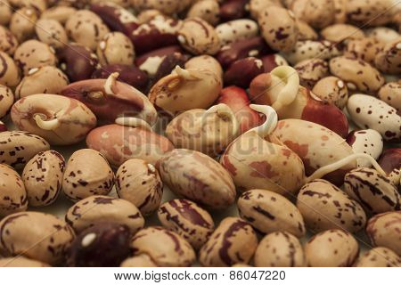 Germinating Kidney Bean