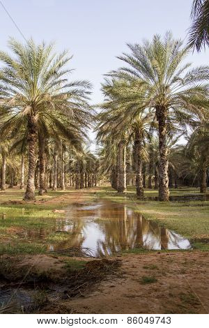 Date palms