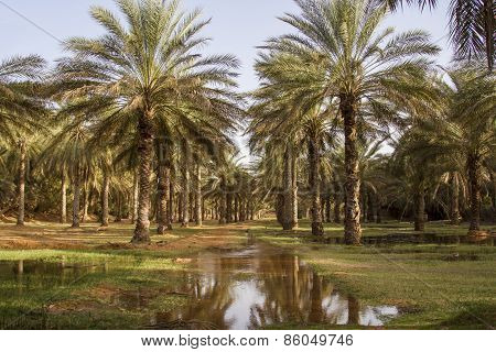Date palms