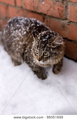 Snow Cat