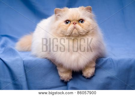 Cute Persian Cream Colorpoint Cat Is Lying On A Blue Background