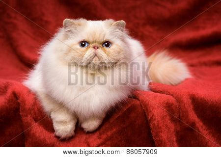 Cute Persian Cream Colorpoint Cat Is Lying On A Red Velvet