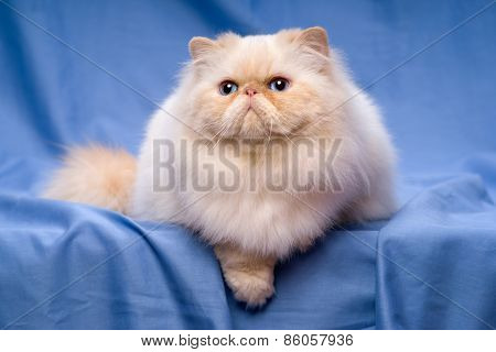 Cute Persian Cream Colorpoint Cat Is Lying On A Blue Background