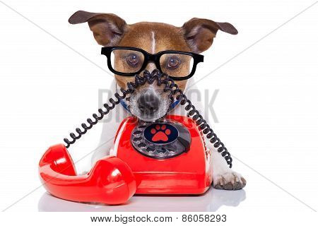 Dog On The Phone