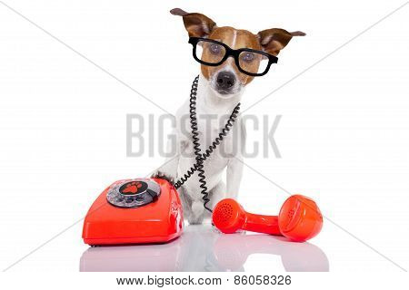 Dog On The Phone