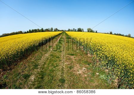 Country Road And Rape Fields