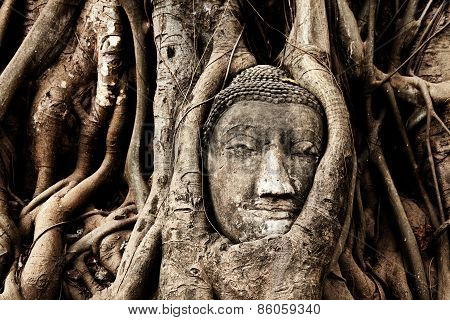 Head Of Buddha Under A Fig Tree, Ayutthaya