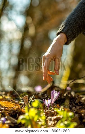 Closeup Of Female Hand About To Pick A Spring Saffron
