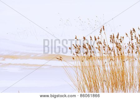 Rushy River Shore In A Very Early Spring