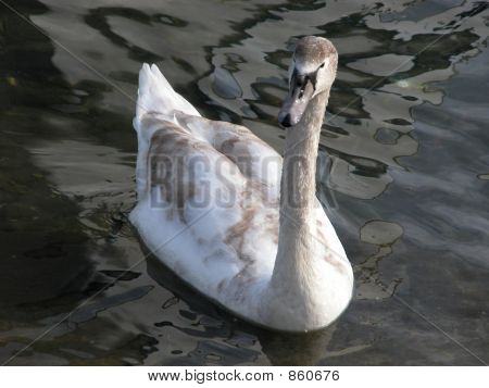 ルツェルン湖上のスイスの白鳥