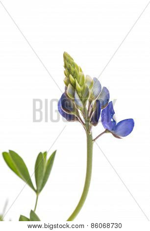 Bluebonnet Beginning To Bloom