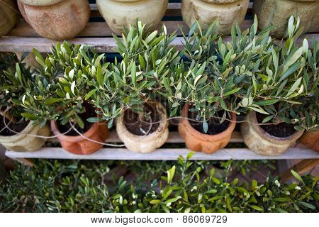 Olive Trees