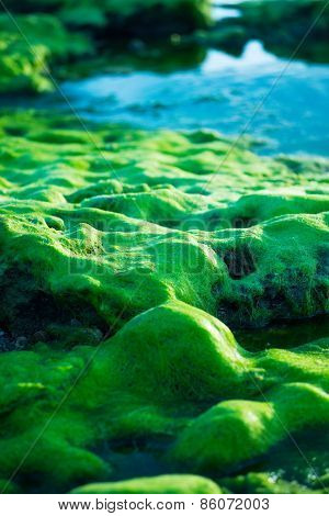A seascape with moss covered rock