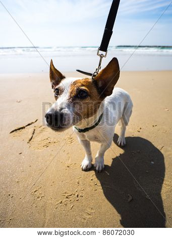 jack russel terrier at sea