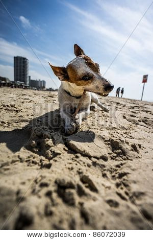 jack russel terrier at sea