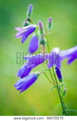 Harebells (campanula) Wild Flowers On Summer Meadow