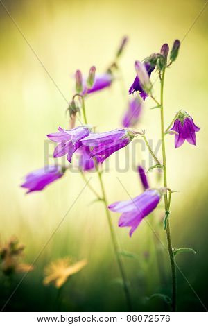Harebells (campanula) Wild Flowers On Summer Meadow