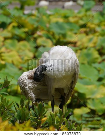 Australian White Ibis