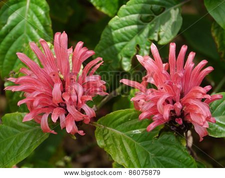 Flamingo flower in Sydney in Australia