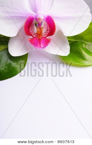 스파