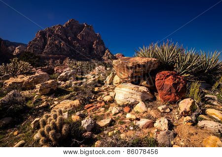 Desert Hiking at Red Rock Canyon